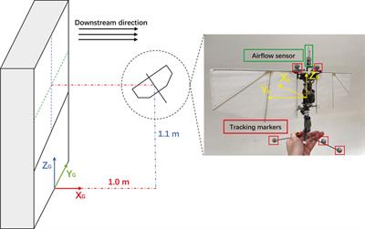 Embodied airflow sensing for improved in-gust flight of flapping wing MAVs